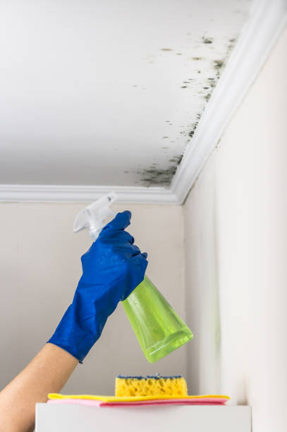 Why You Should Choose Our Mold Remediation Services in Cana, VA